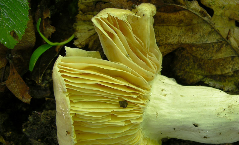 1� russula trentina....